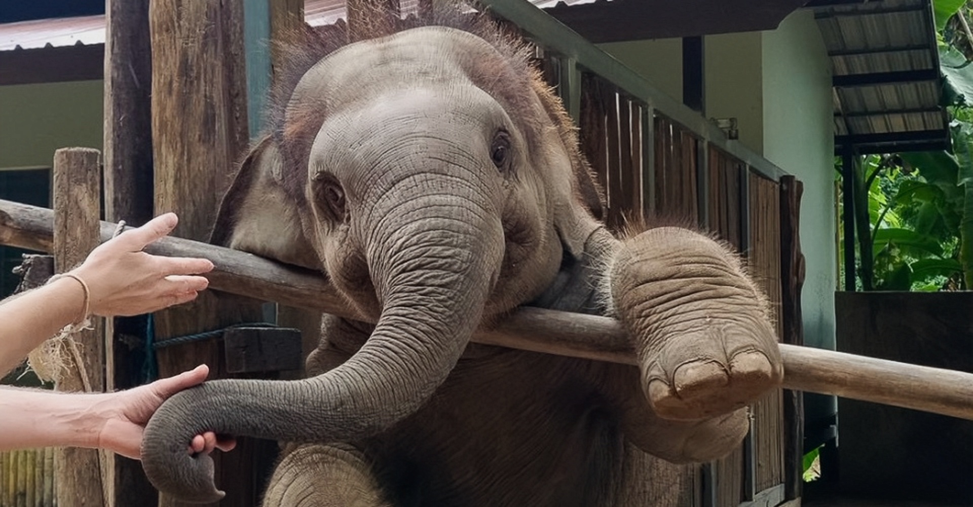 Baby Elephant
